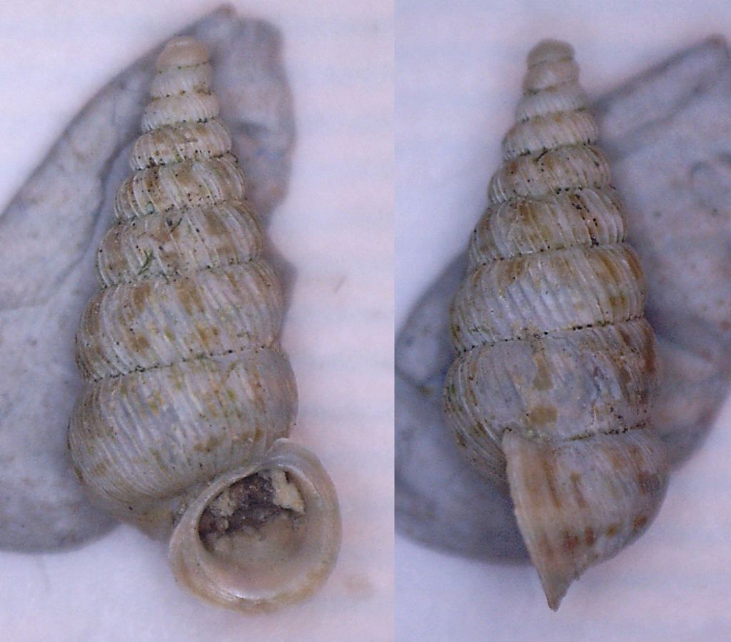 Cochlostoma da id.